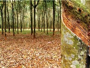 Cây cao su giữa những dòng chảy lịch sử